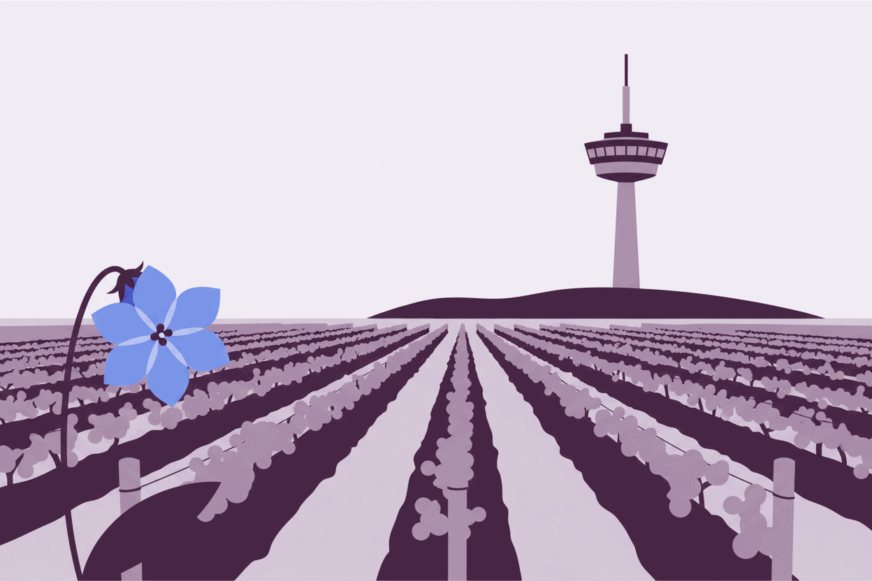 A flat illustration of a vineyard in plum and mauve, rows of vines receding to the horizon below Black Mountain and its telecommunications tower, with a blue Royal Bluebell flower at the left.
